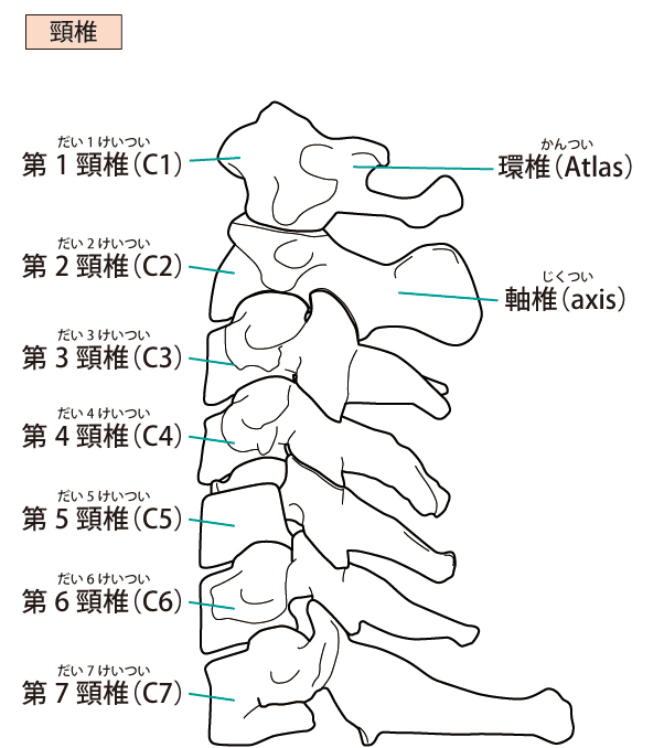 頚椎の図
