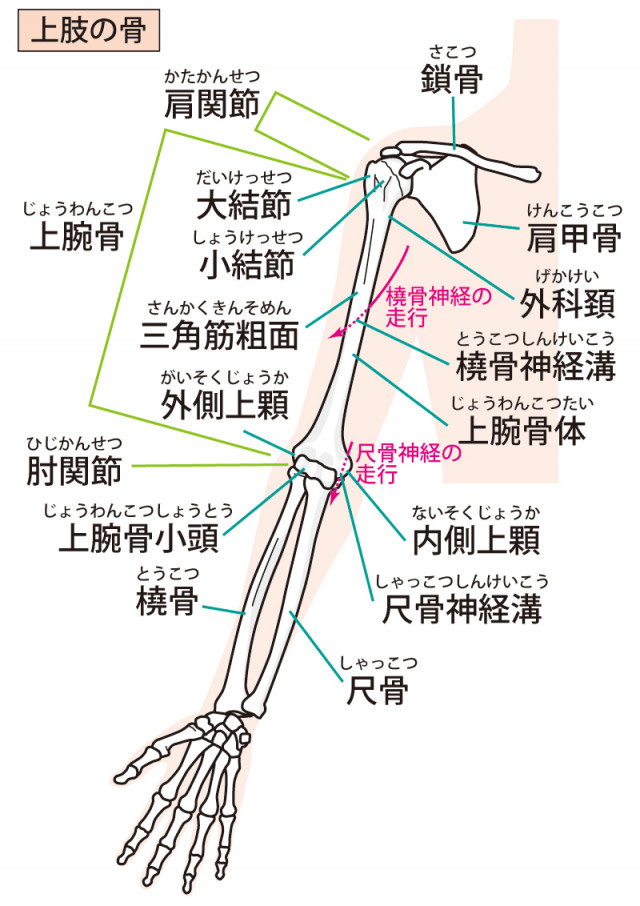 関節の歪みはばね指の原因になります。