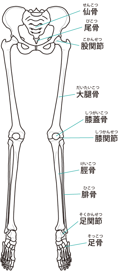 変形性股関節症への当院のアプローチは?