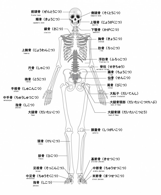 膝痛への当院のアプローチは?